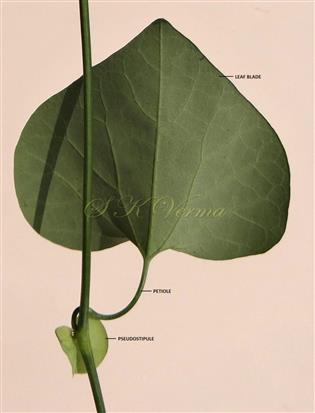  Leaf with Pseudostipule